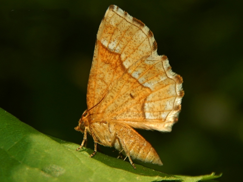 Cepphis advenaria